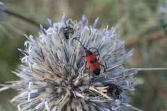 Echinops spinosissimus