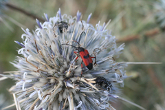 Echinops spinosissimus