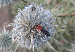 Echinops spinosissimus