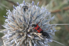 Echinops spinosissimus