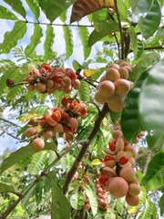 Aphanamixis polystachya