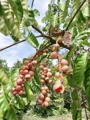 Aphanamixis polystachya