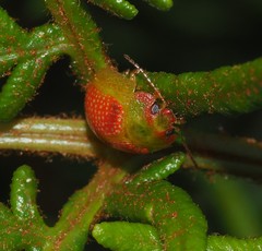 Paropsisterna simsoni
