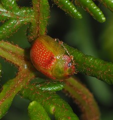 Paropsisterna simsoni