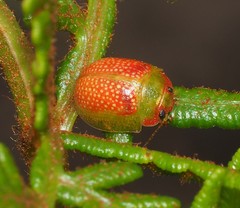 Paropsisterna simsoni
