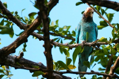 Yellow-shouldered Amazon (Amazona barbadensis)