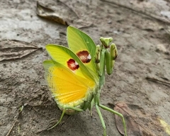 Stagmatoptera supplicaria