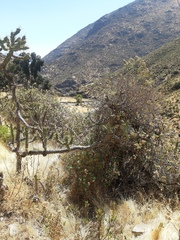 Saltator striatipectus