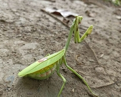Stagmatoptera supplicaria