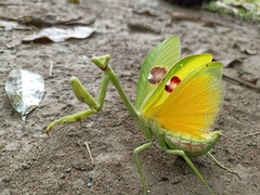 Stagmatoptera supplicaria
