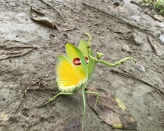 Stagmatoptera supplicaria