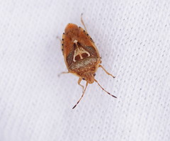 Eupolemus angularis