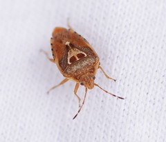 Eupolemus angularis