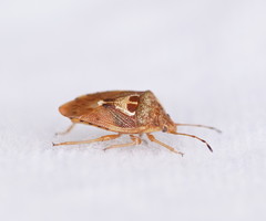 Eupolemus angularis