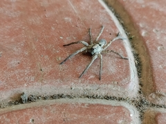 Lycosidae