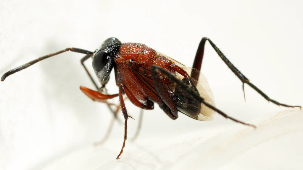 Szepligetella