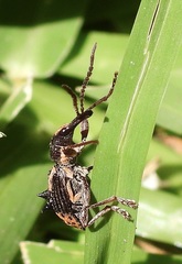 Eurhynchus quadridens