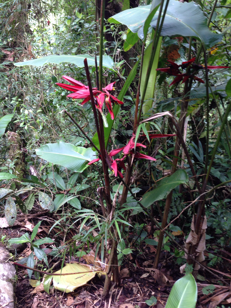Heliconia secunda (Heliconia secunda)