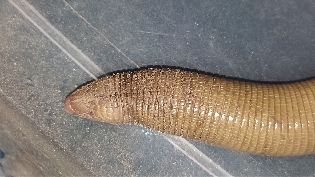 Crooked Worm Lizard