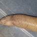 Crooked Worm Lizard - Photo (c) Daniel Galindo, some rights reserved (CC BY), uploaded by Daniel Galindo