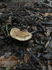 Cortinarius xanthodryophilus