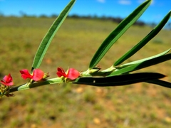 Indigofera linifolia