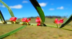 Indigofera linifolia