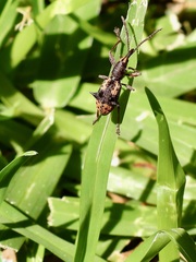 Eurhynchus quadridens