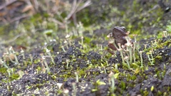 Pristimantis cajamarcensis