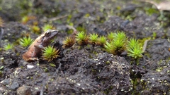 Pristimantis cajamarcensis