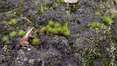 Pristimantis cajamarcensis