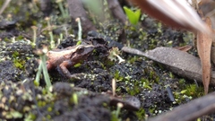 Pristimantis cajamarcensis