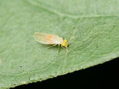 Xanthocaecilius sommermanae