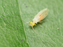 Xanthocaecilius sommermanae