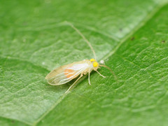 Xanthocaecilius sommermanae