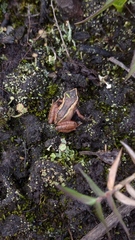 Pristimantis cajamarcensis