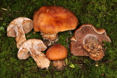 Cortinarius quercophilus