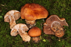 Cortinarius quercophilus