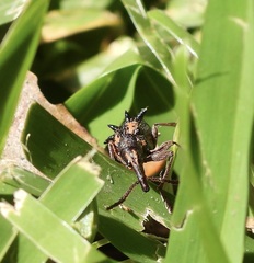 Eurhynchus quadridens