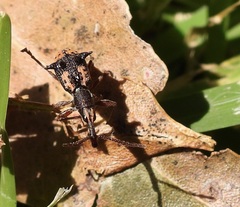 Eurhynchus quadridens