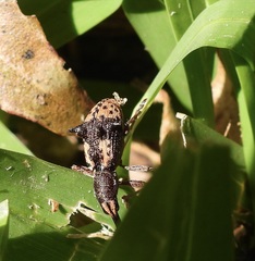 Eurhynchus quadridens