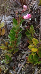 Bejaria