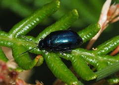Arsipoda chrysis
