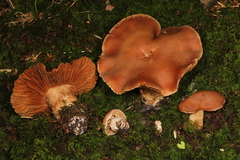 Cortinarius pyrophyllus
