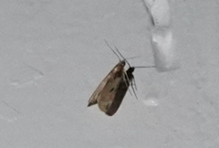 Aglossa costiferalis