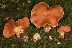 Cortinarius pyrophyllus