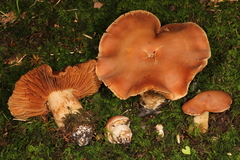 Cortinarius pyrophyllus
