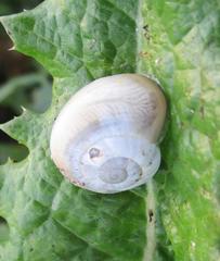 Otala lactea