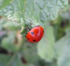 Coccinella septempunctata