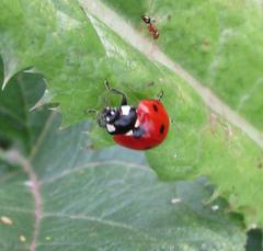Coccinella septempunctata